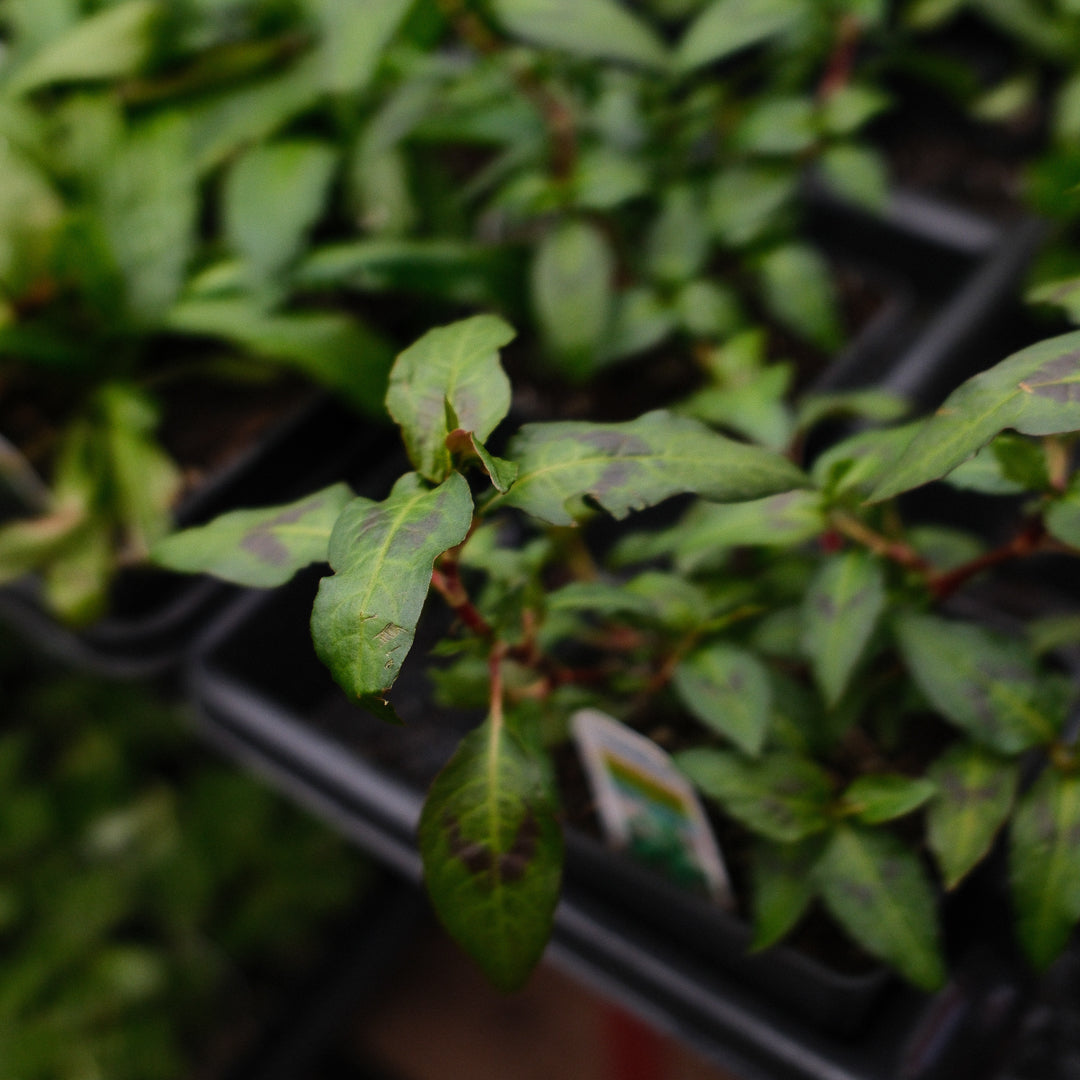 Vietnamese Coriander (4.5")