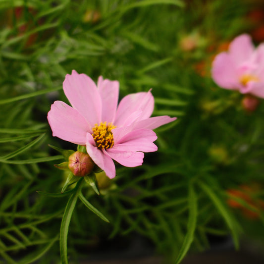 Cosmos in mixed color trays (x9)