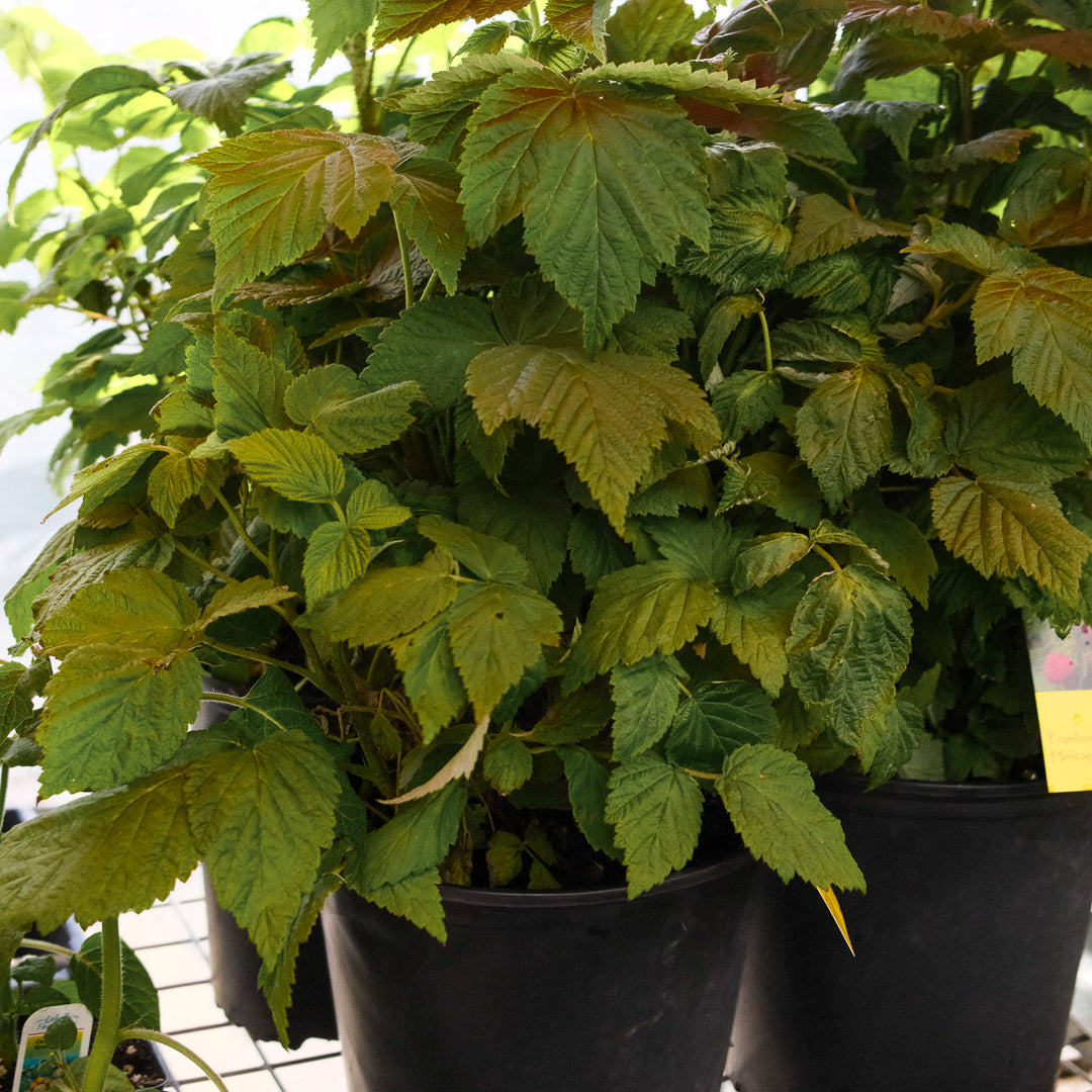 Raspberry bush (4.5")