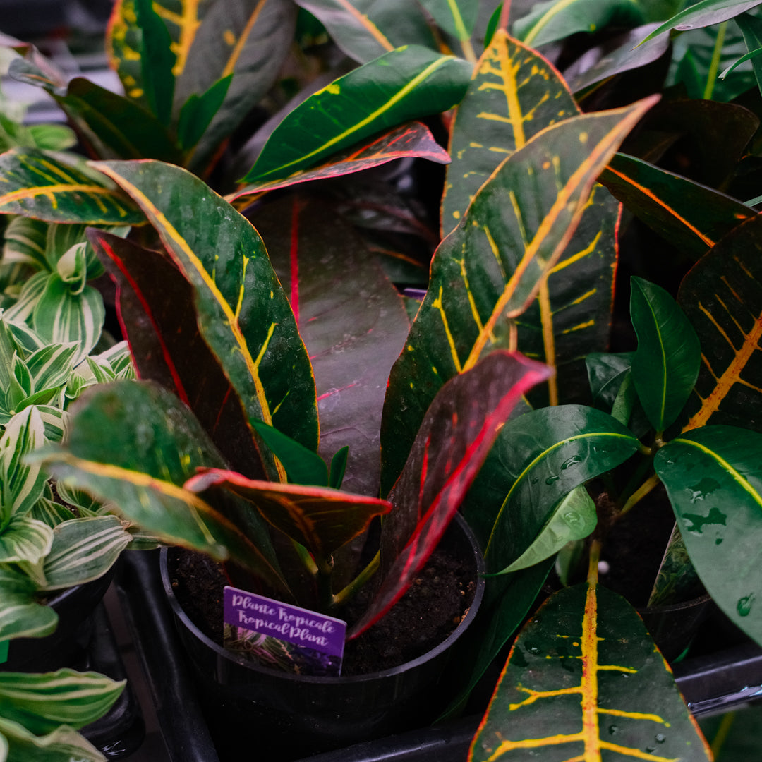 Croton (4,5")