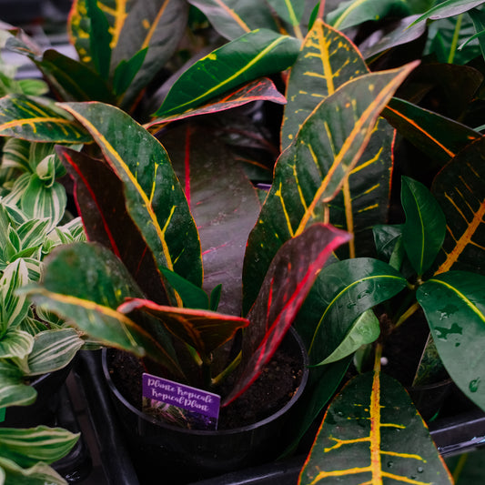 Croton (4,5")
