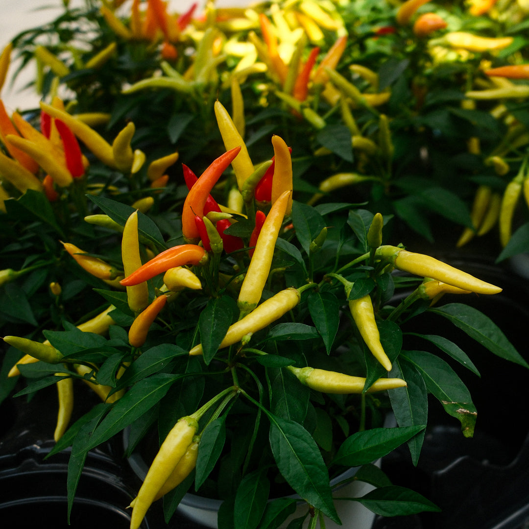 Chilly Chilli Sweet Pepper (5")