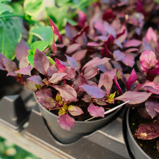 Alternanthera 'Choco Chili'