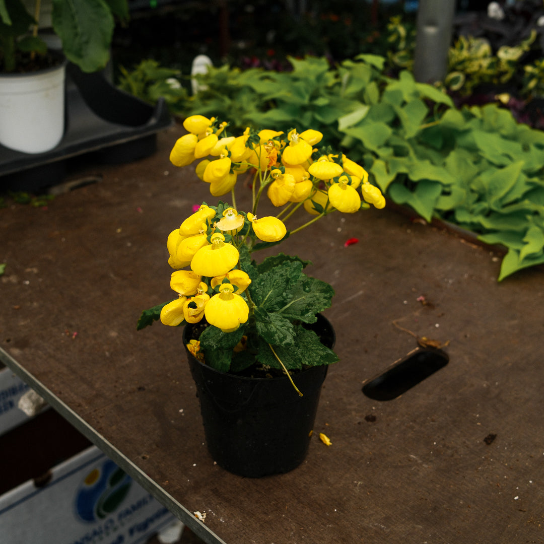 Calceolaria (5")
