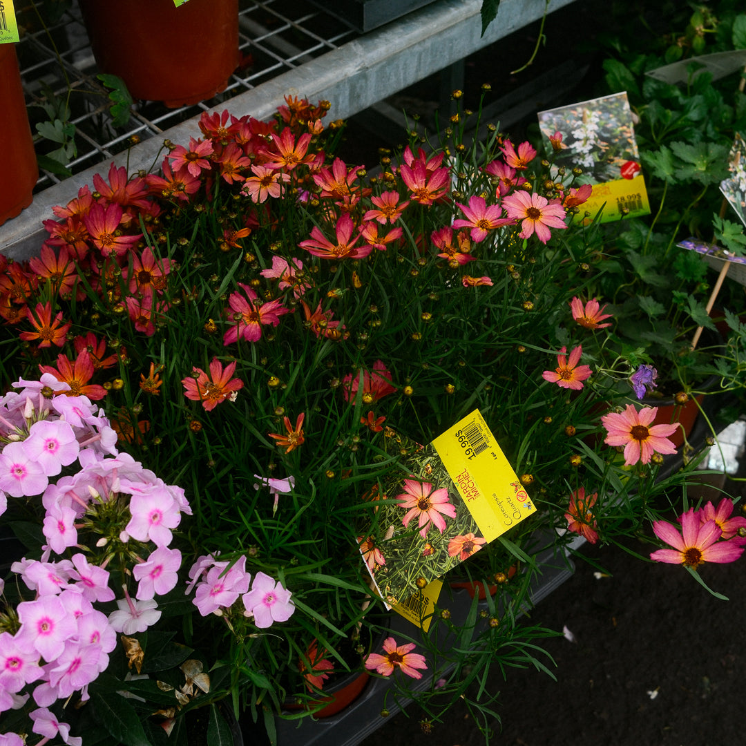 Coreopsis Fall Sensation 'Quartz' (6")