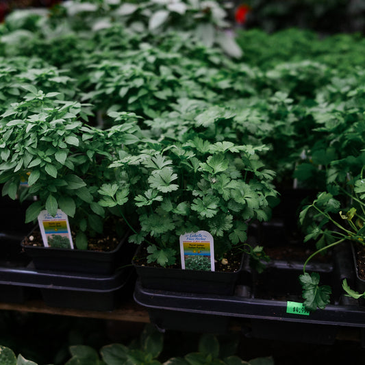 Italian parsley (4.5")