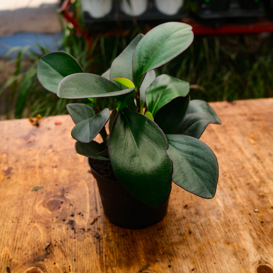 Trailing Peperomia (4,5")
