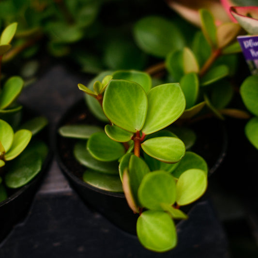 Peperomia à feuilles rondes (4,5")