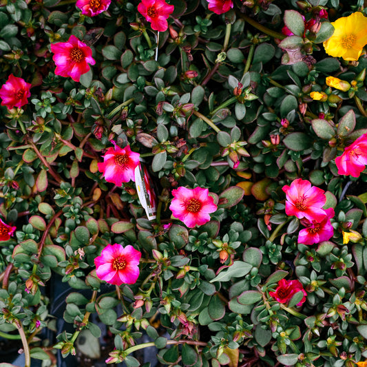 Portulaca (4,5")