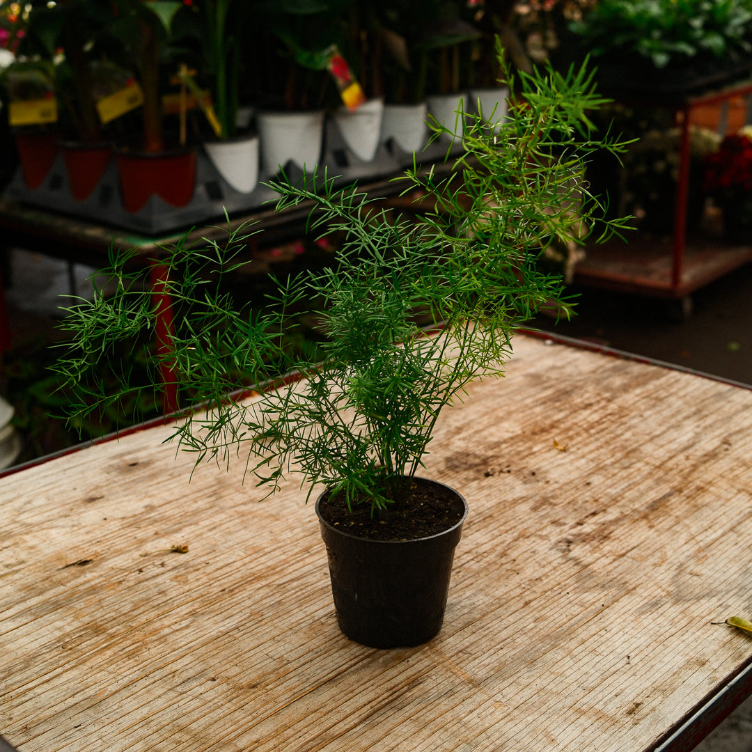 Asparagus plumosa (4,5")