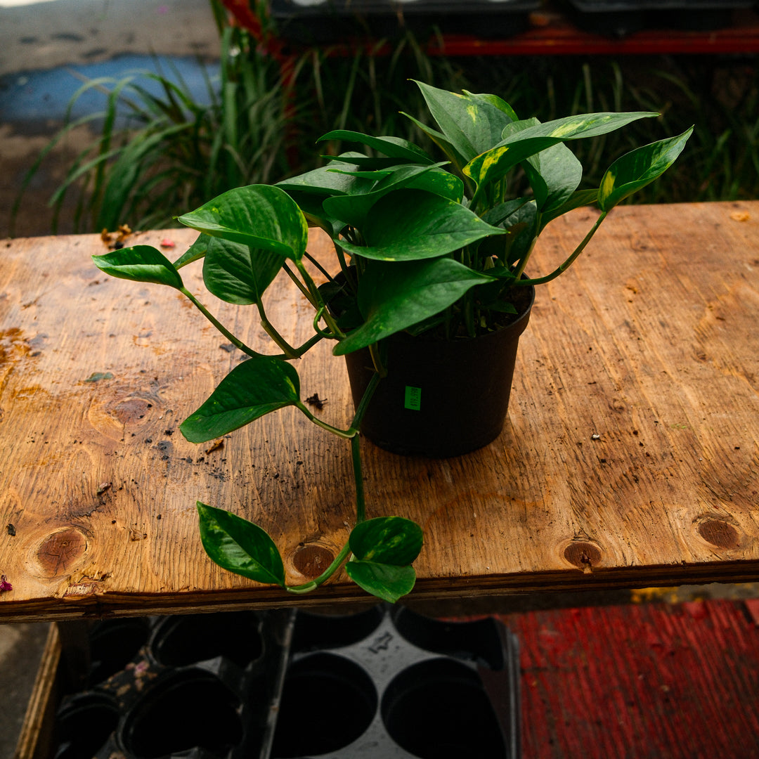 Golden Pothos (6")