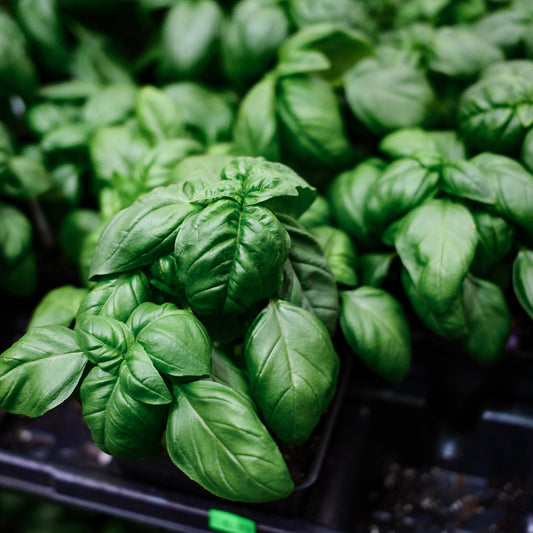 Basil Genovese (4.5")