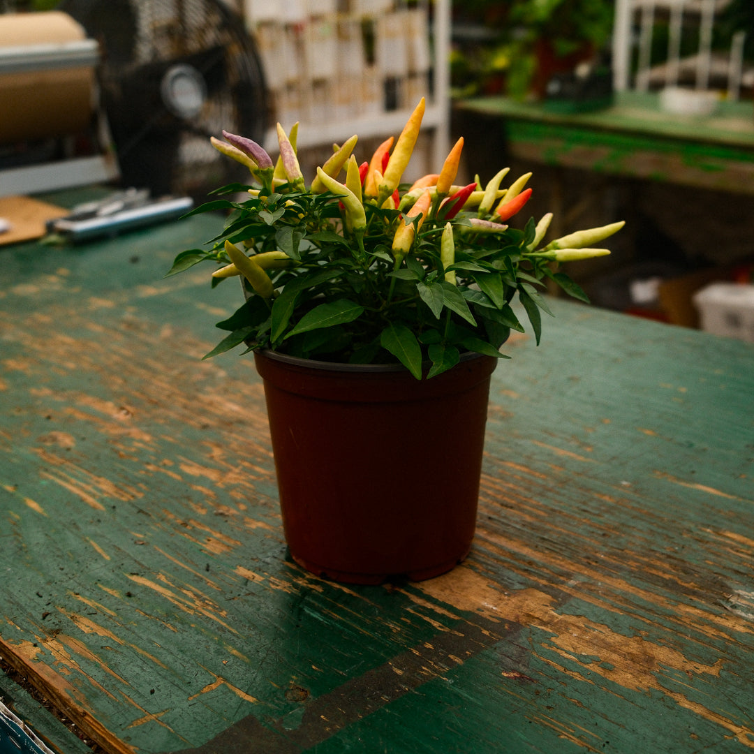 Basket of Fire Hot Pepper (5")