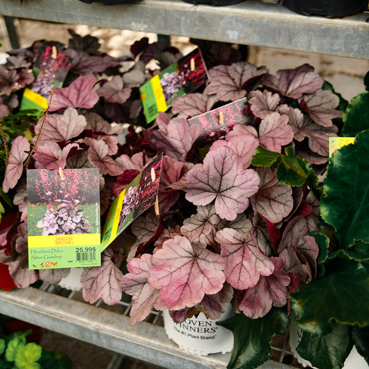 Heuchera Dolce 'Silver Gumdrop' (6")