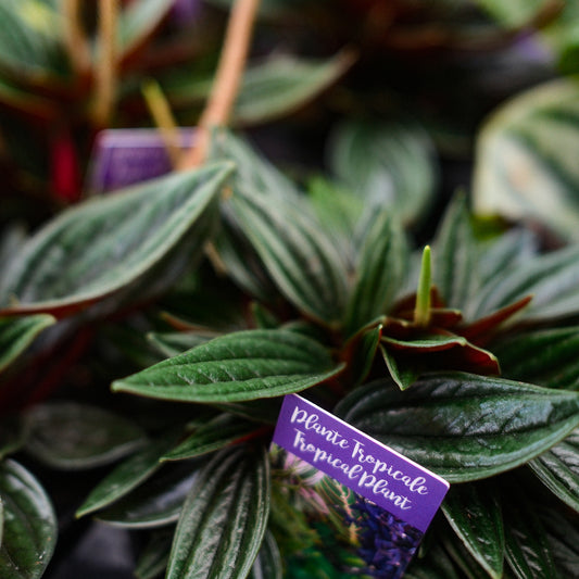 Peperomia 'Rosso' (4,5")