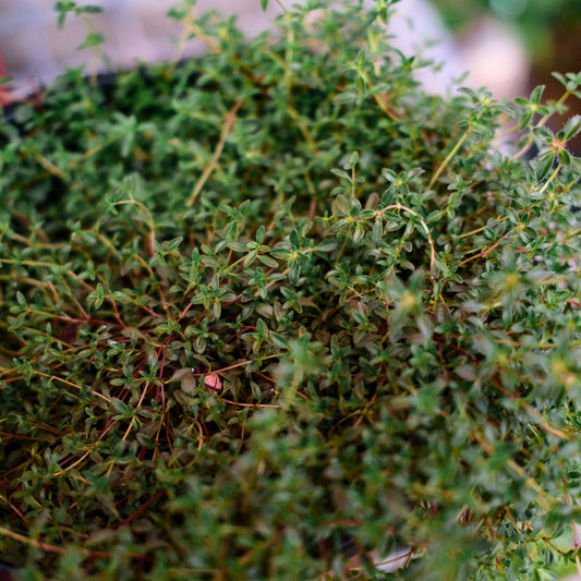 Thym serpolet (6")