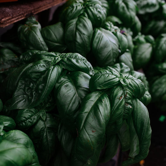 Basil Genovese (6")
