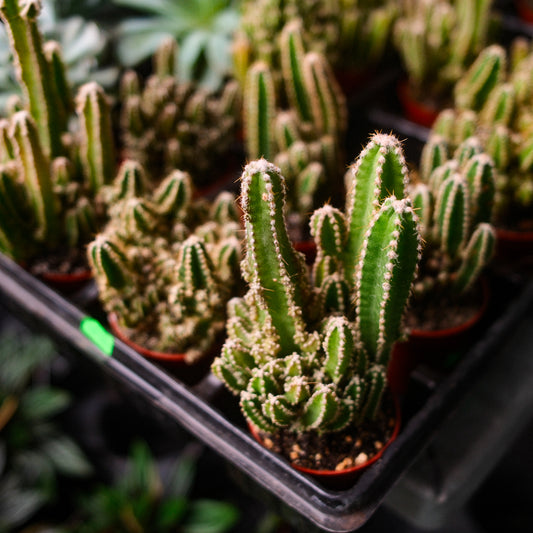 Fairy Castle Cactus (3")