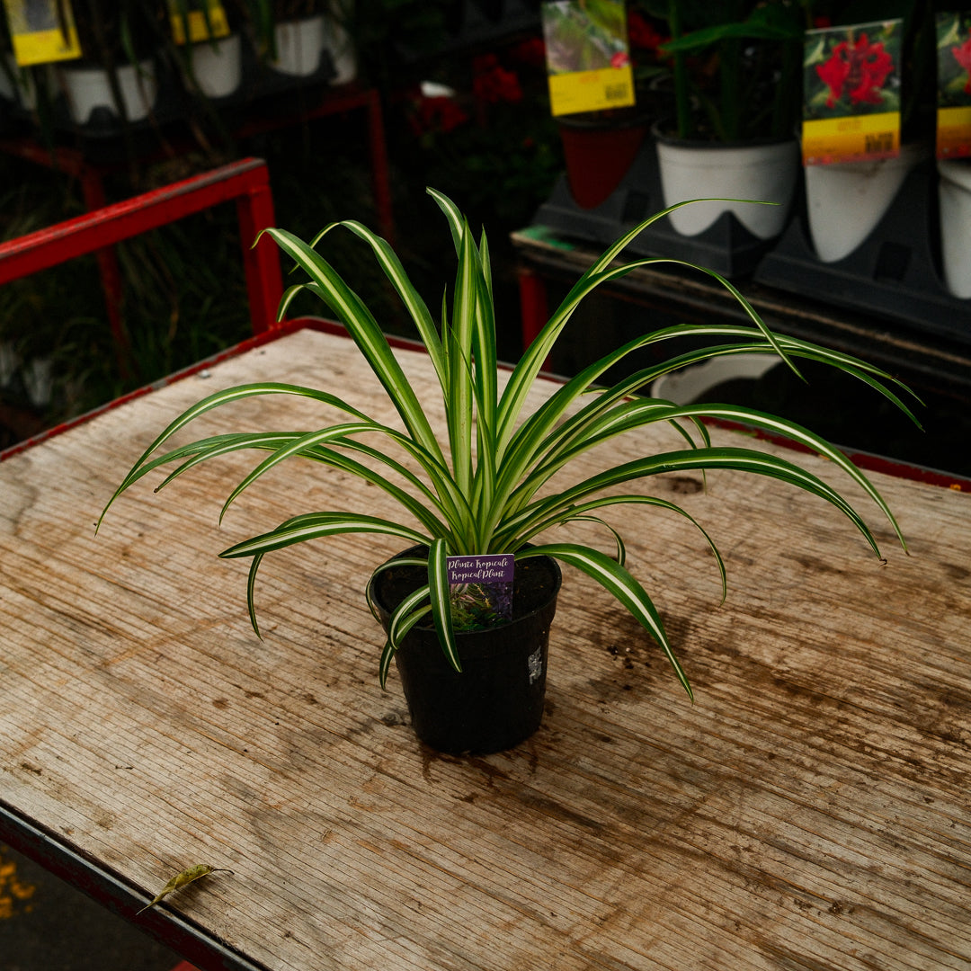Plante araignée (4,5")