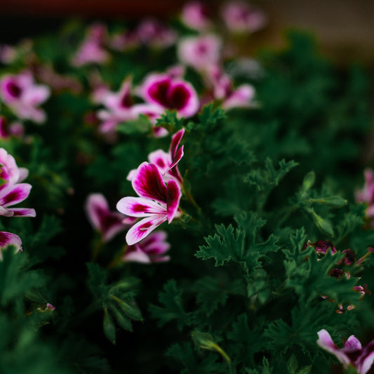 Lemon Geranium (4.5")