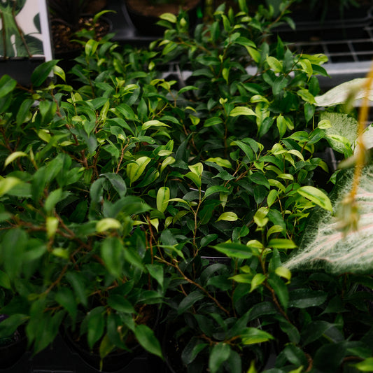 Ficus benjamina (4,5")