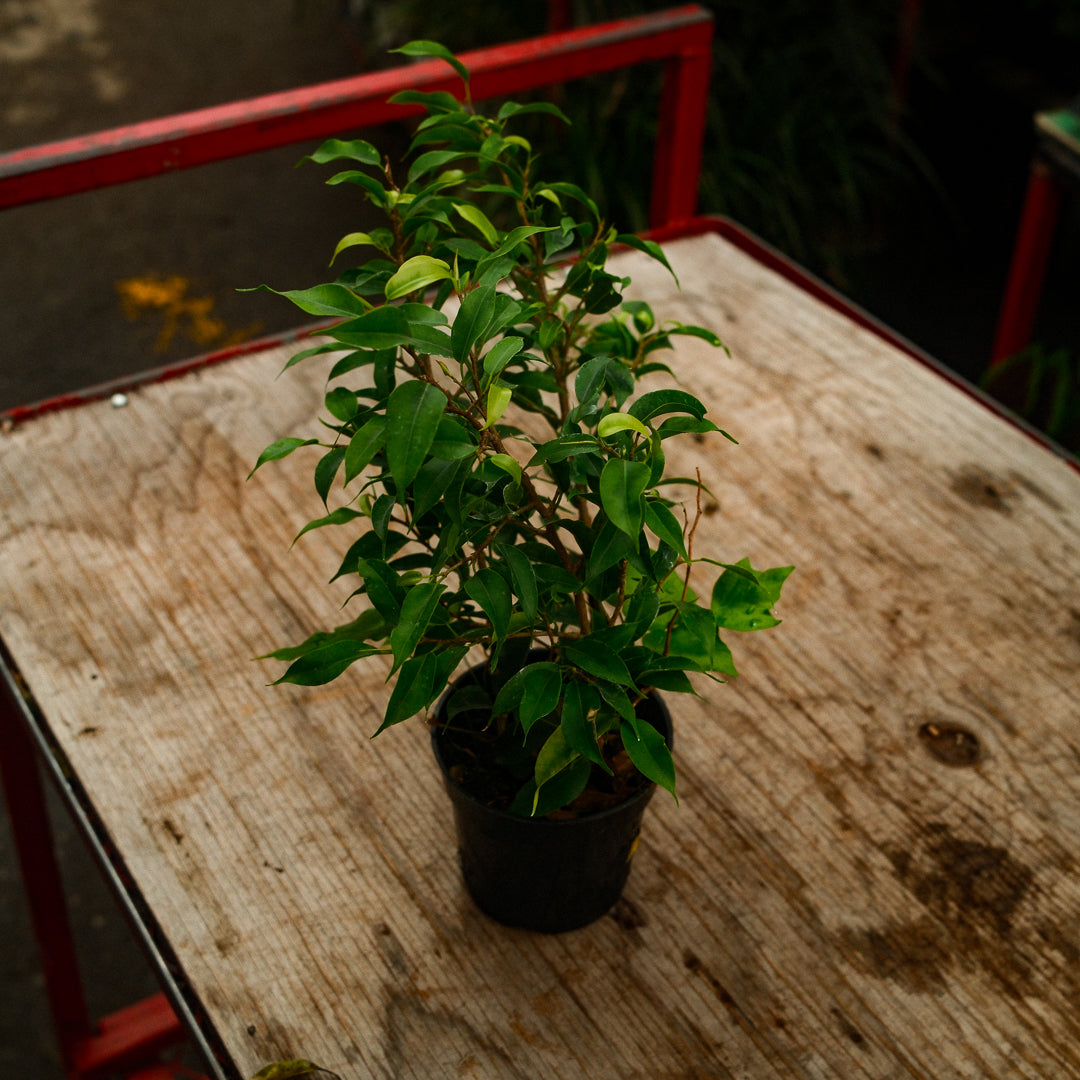 Ficus benjamina (4,5")