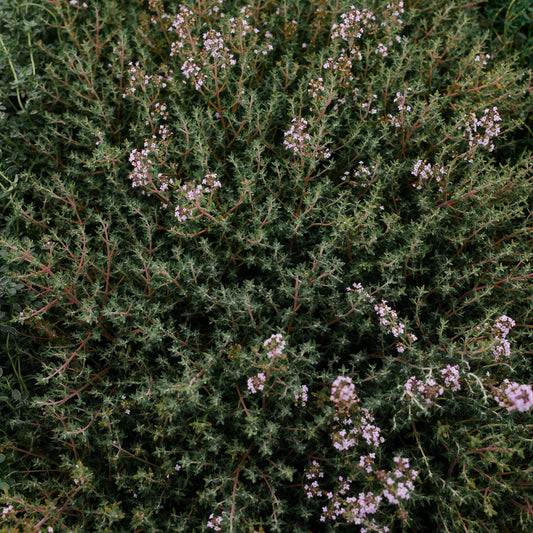Lemon thyme (4.5")