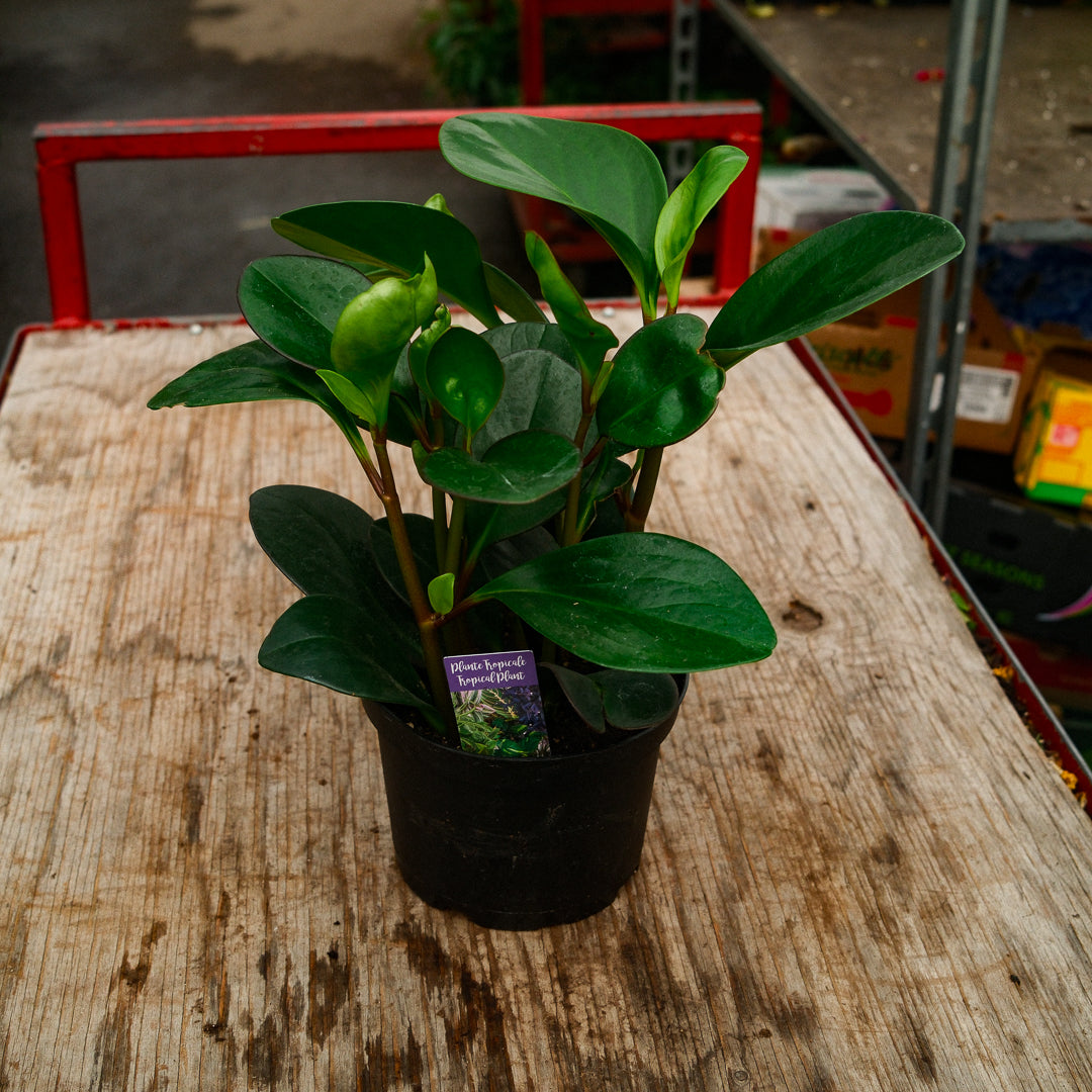 Round Leaf Peperomia (6")