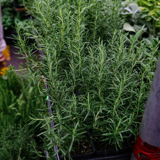 Rosemary (4.5")