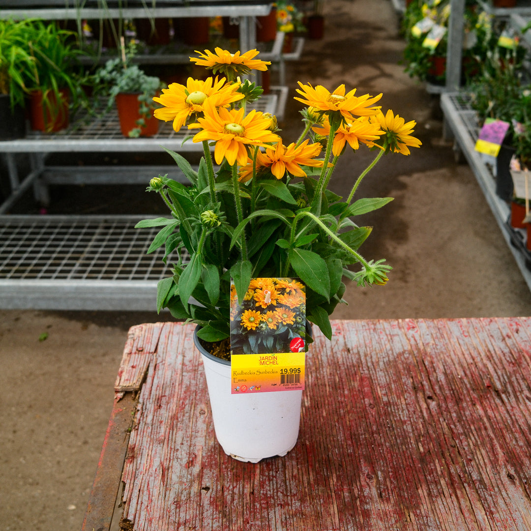 Rudbeckia Sunbeckia 'Emma' (8")