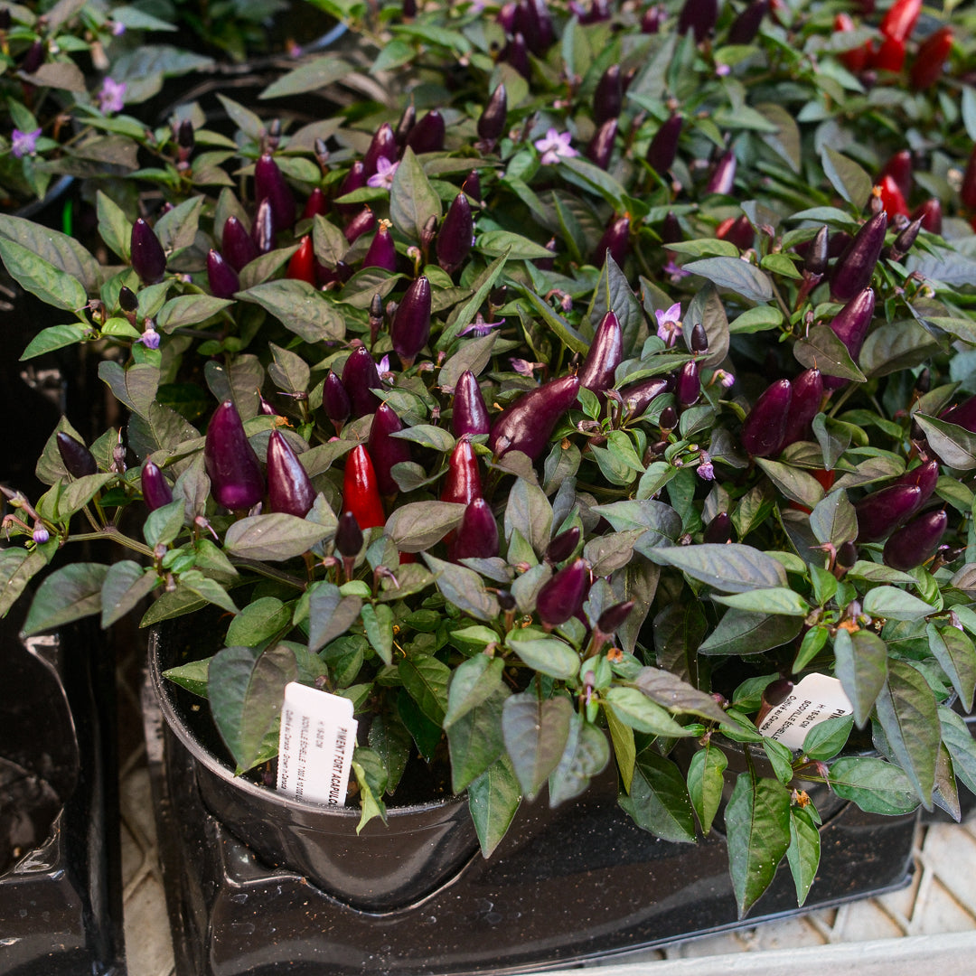 Acapulco Purple Hot Pepper (5")