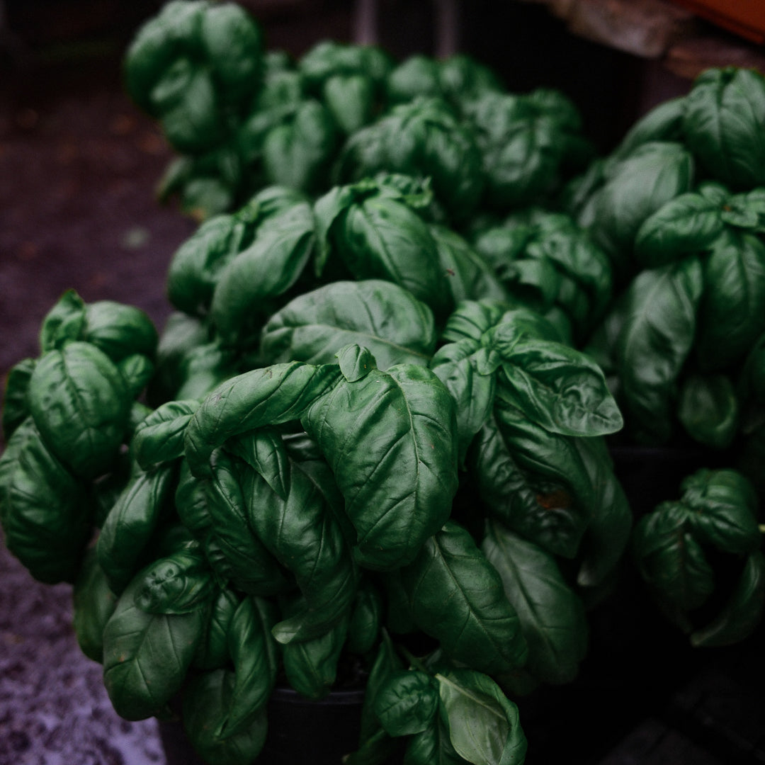 Basilic Genovese (8")
