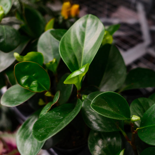 Péperomia à feuilles rondes (6")