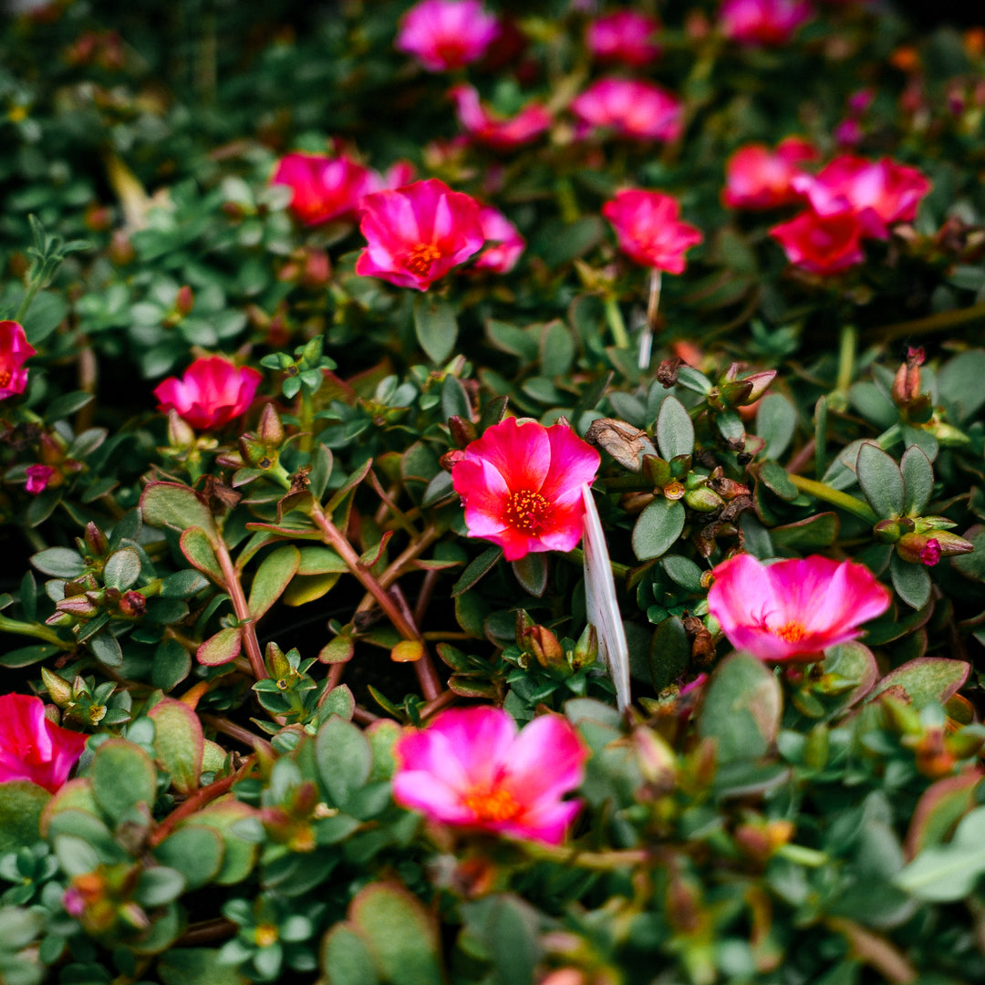 Portulaca (4,5")