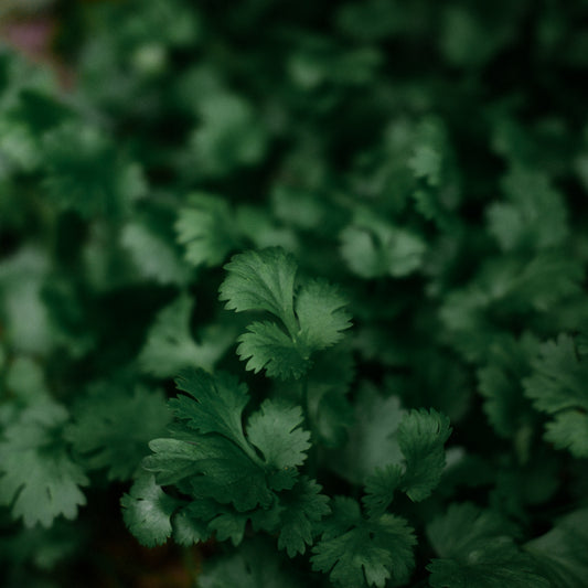 Coriander (4.5")
