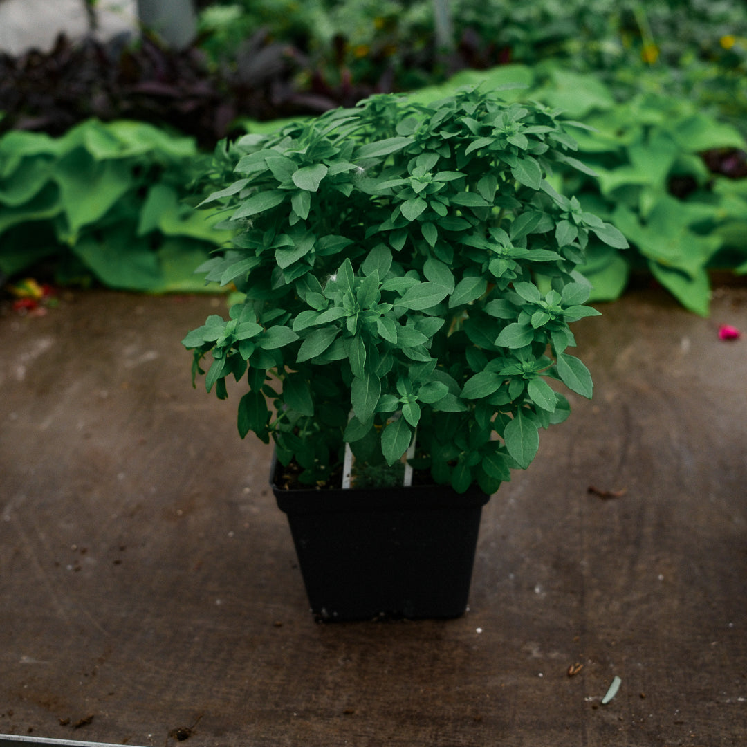 Basil Genovese (4.5")