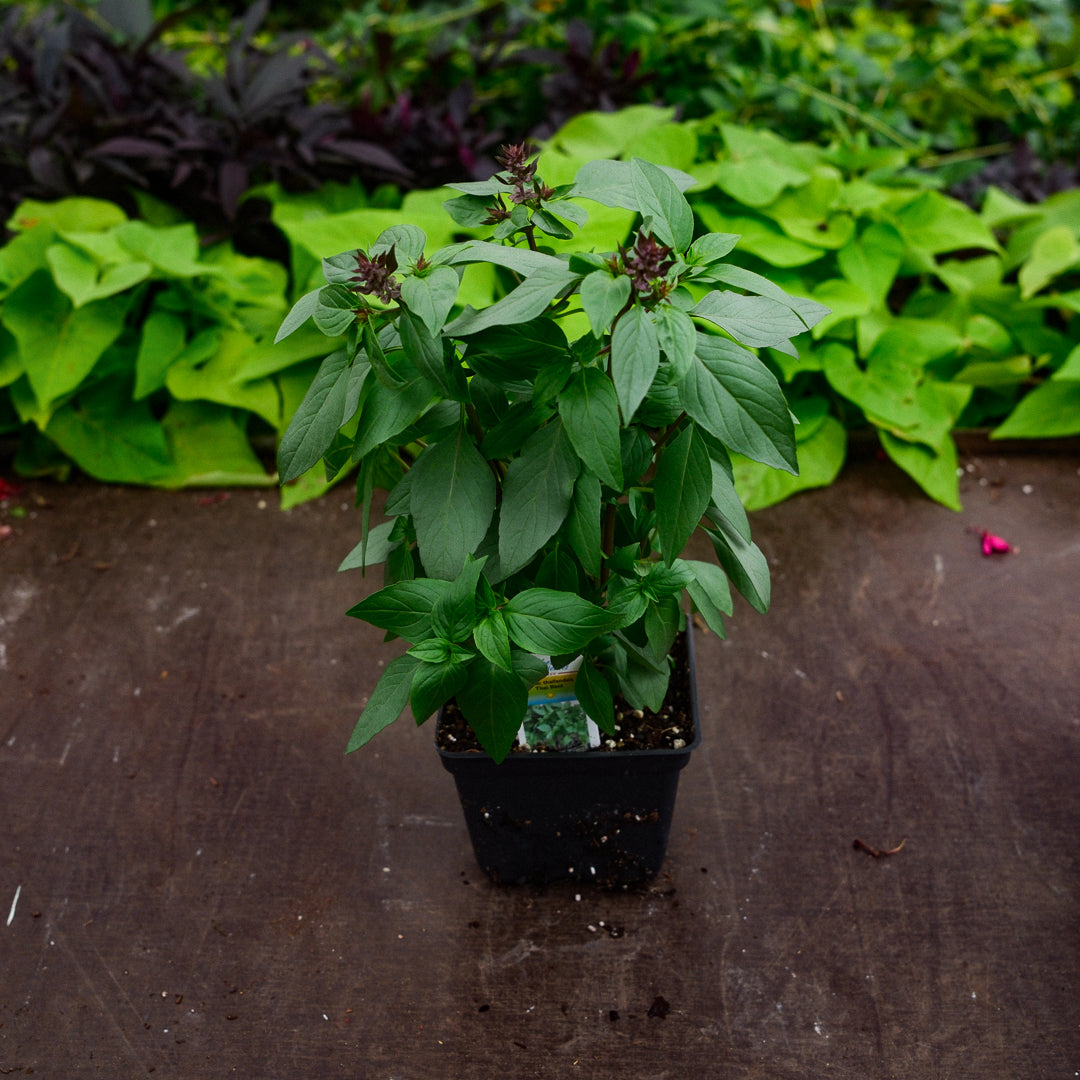Thai basil (4.5")