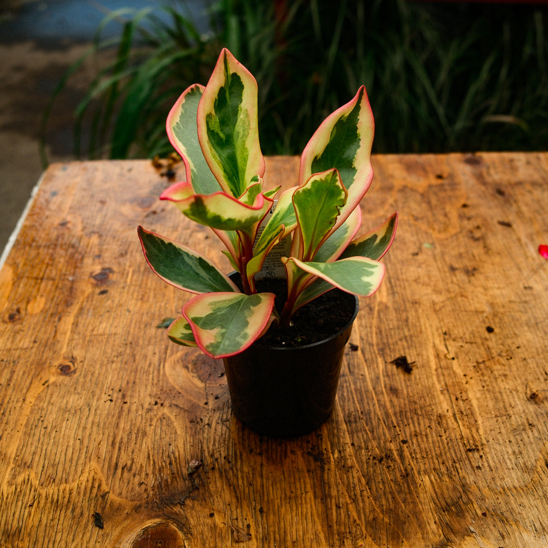 Peperomia 'Ginny' (4,5")