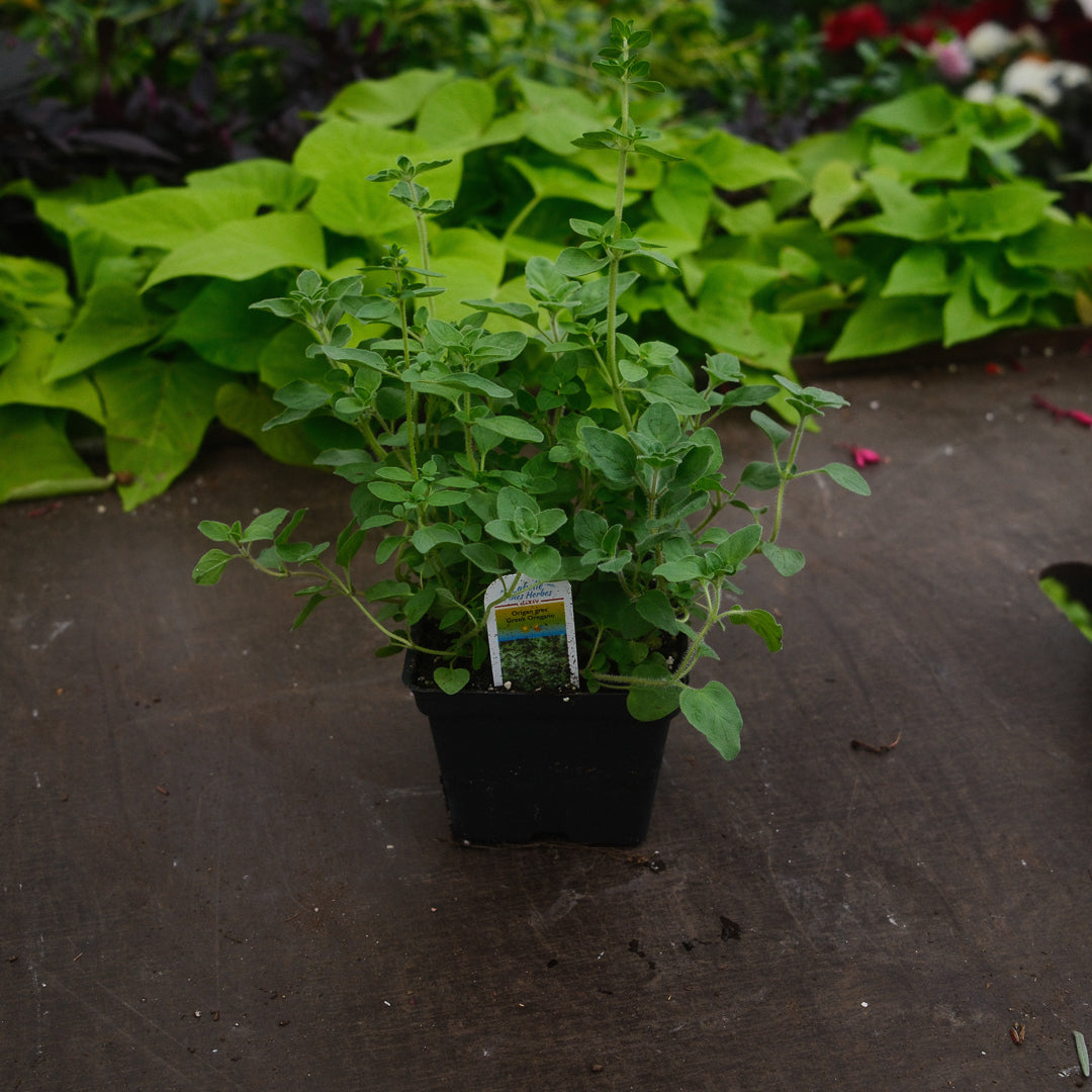 Greek Oregano (4.5")
