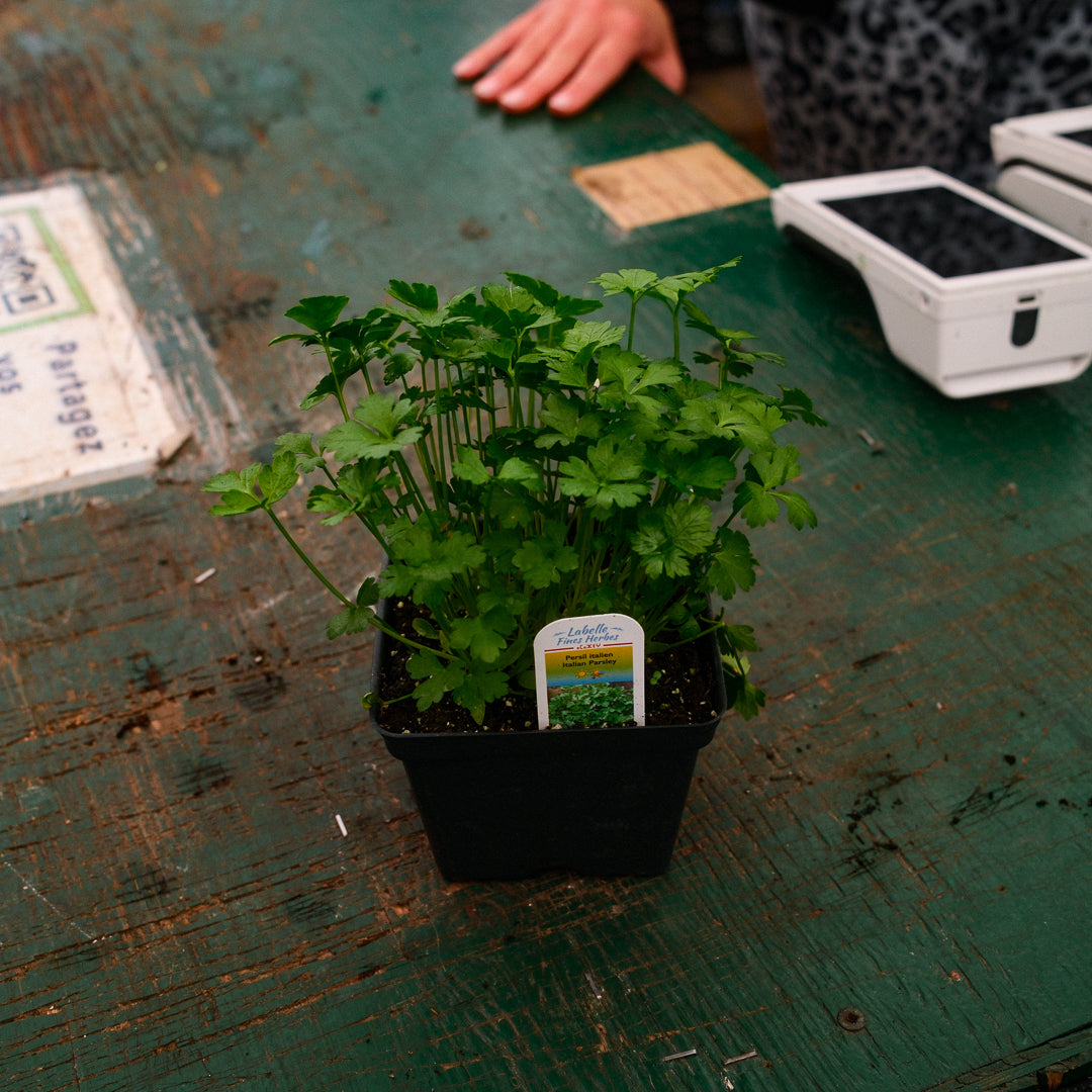 Italian parsley (4.5")