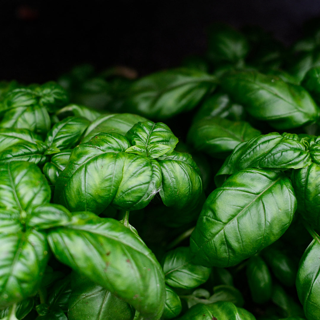 Basilic Genovese (6")