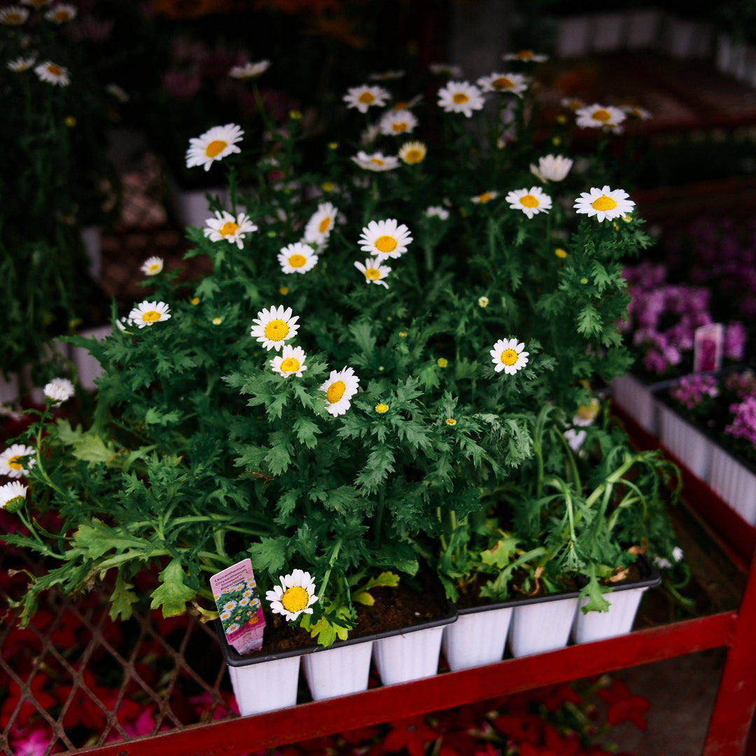 Marguerite vivace (x9)
