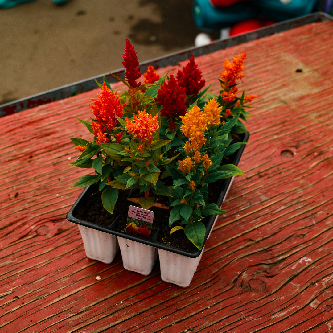 Celosia (x9)