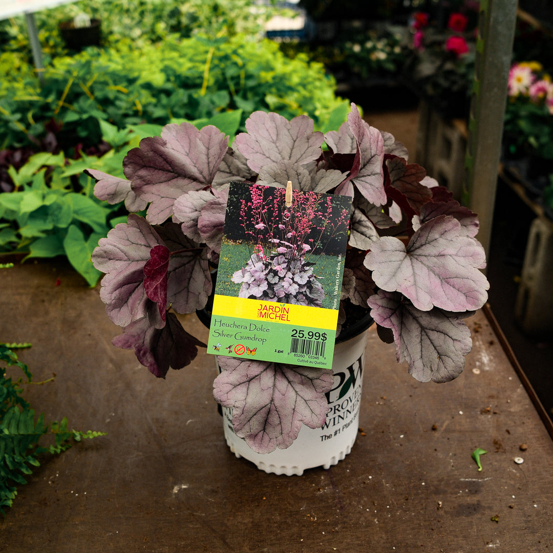 Heuchera Dolce 'Silver Gumdrop' (6")