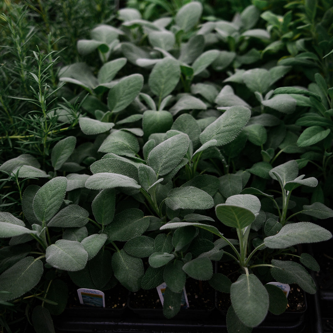 Sauge officinale (4,5")