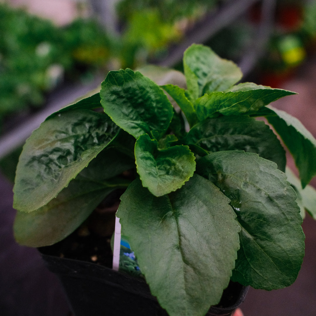 Stevia (4,5")