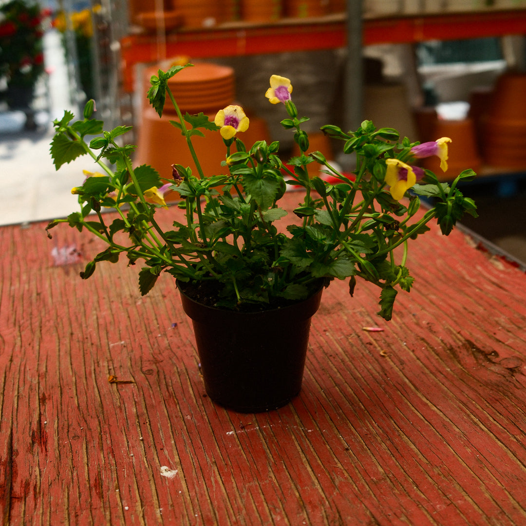 Torenia (4,5")