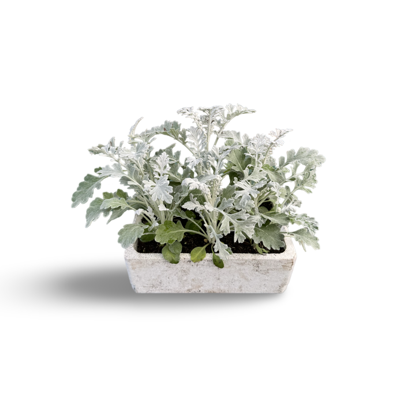 Cinéraire x 9 image 0