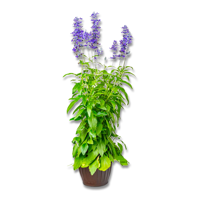 Salvia farinacea (3,5") image 0