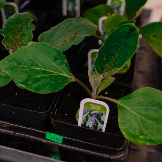 Eggplants (4.5")